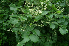 Dalbergia latifolia